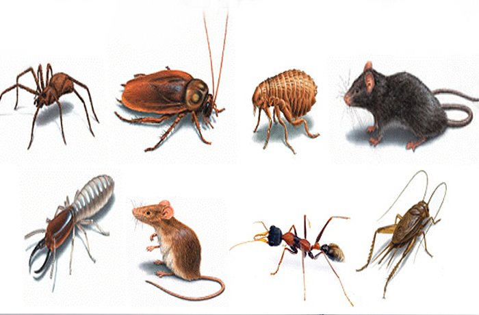 nemchem-international-pest-control-pests-1